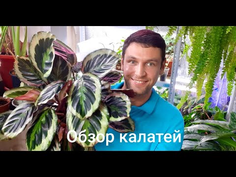 Видео: Калатеи моей коллекции . Обзор.