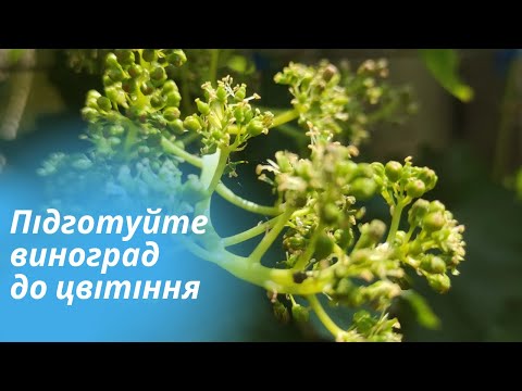 Видео: Виноград перед цвітінням. Пасинкування, підживлення та обробка від хвороб!