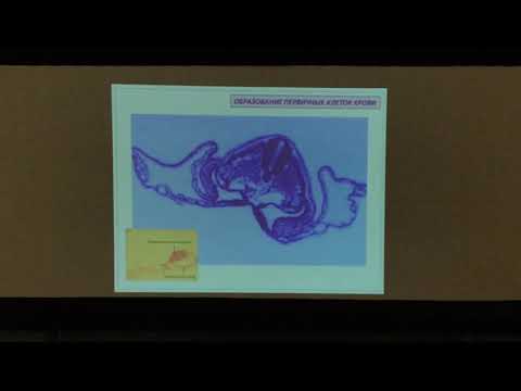 Видео: Гистология. Кроветворение (Ч1)