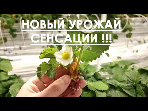 Видео: КЛУБНИКА СЕНСАЦИЯ ОПЯТЬ ЗАЦВЕЛА !! // ФУРОР 6 ЦВЕТОНОСОВ
