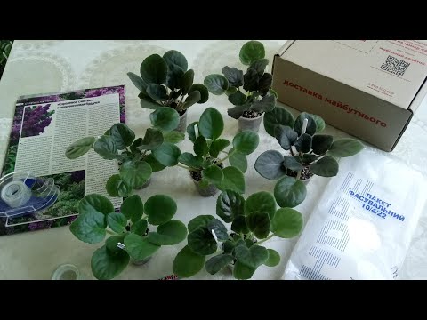Видео: Упаковка деток фиалок для пересылки. Условия для пересылки