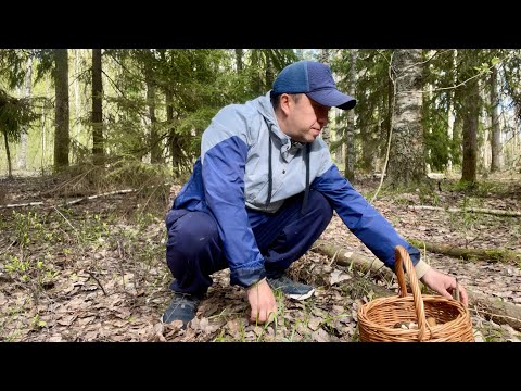 Видео: Грибы в Мае 2025. Весенние грибы. Вести из Леса