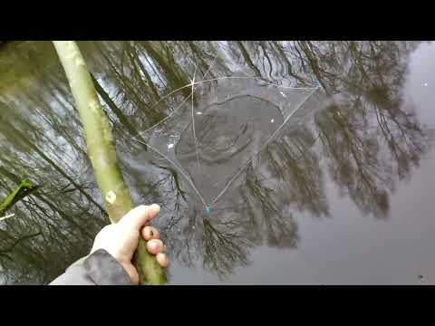 Видео: Живец на подоконник, как быстро наловить живца 