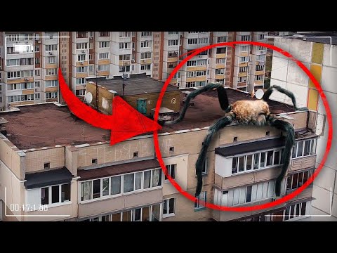 Видео: Охота На ПАЛОЧНИКА ! Гигантское Существо Сняли На Камеру ! * Палочник напал на... *! Потусторонние