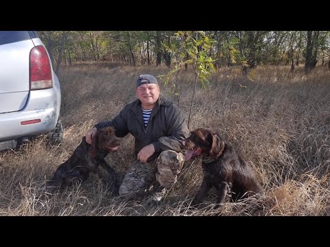 Видео: ОХОТА С МОЛОДОЙ И ОПЫТНОЙ ЛЕГАВЫМИ СОБАКАМИ…