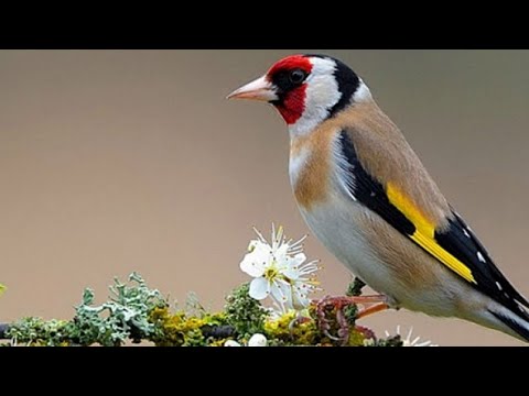 Видео: Қора қамиш ЁВОЙЙИ КУШ БОЗОРИ