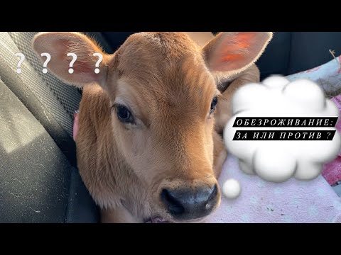 Видео: Обезроживание тёлочки . Экскурсия на экоферму.