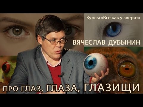 Видео: Вячеслав Дубынин "Про глаз, глаза, глазищи" #2 // курсы юного натуралиста "Всё как у зверят"