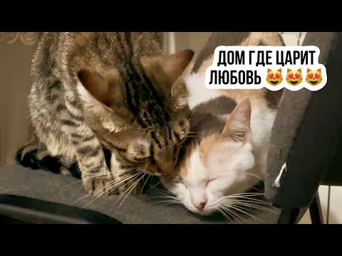 Видео: Дом, где царит любовь 😻😻😻