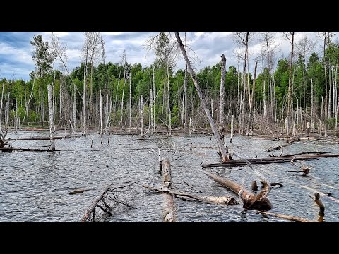 Видео: ЛЕСКИ ТРЕЩАЛИ ОТ РЕКОРДОВ ЗАТОПЛЕННОГО ЛЕСА! КЛЁВ, НОЖИ, КРОВЬ, КУХНЯ! Рыбалка по братски 4