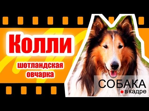 Видео: Колли - Шотландская овчарка. Энциклопедия собак.