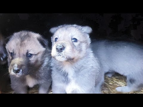 Видео: Щенки кушают на улице