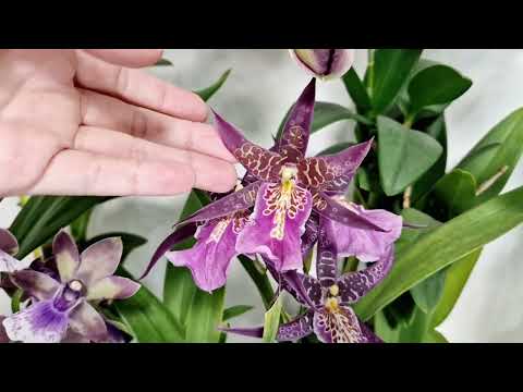 Видео: Цветение моих орхидей в октябре 2024 #orchid #kingdragon #phalaenopsis #zygopetalum #dendrobium