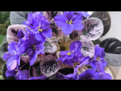 Видео: Излишки фиалок - стартёры.