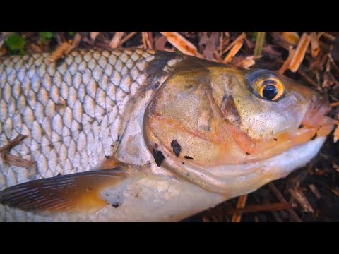 Видео: Рыба моей мечты))). Язь и голавль на поплавок.