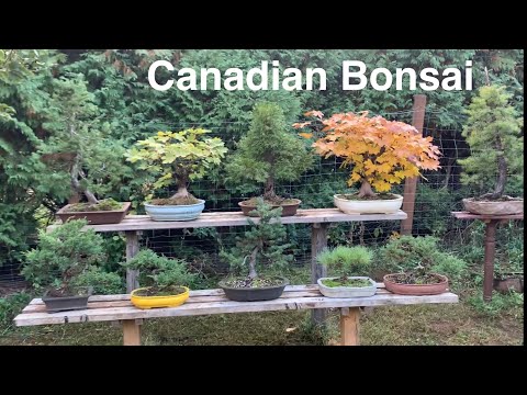 Видео: Экскурсия по саду бонсай – осень 2025 г.