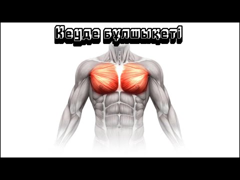 Видео: Кеуде бұлшықеті. Беткей орналасқан кеуде бұлшықеті. Терең орналасқан кеуде бұлшықеті.