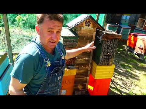 Видео: Снова  ловушки  Заселяю Японский улей Смотрите и делайте