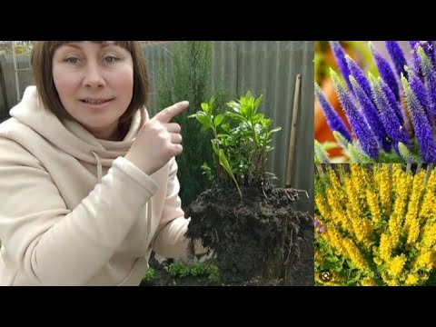 Видео: Альпійську гірку переробила повністю