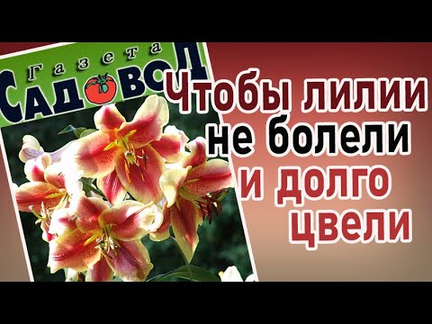 Видео: ЧТОБЫ ЛИЛИИ НЕ БОЛЕЛИ И ДОЛГО ЦВЕЛИ