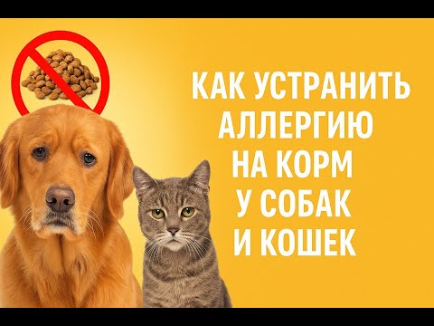 Видео: Как устранить аллергию у собак и кошек на корм, почему бывают неудачи и что делать.