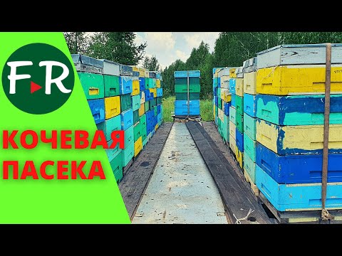 Видео: Трёхрядный кочевой прицеп на 30 пчелосемей. GPS трекер. Удалённый контроль привеса. Зайнуллины.