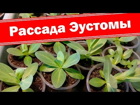 Видео: Эустома - выращивание из семян. Как вырастить хорошую рассаду эустомы?