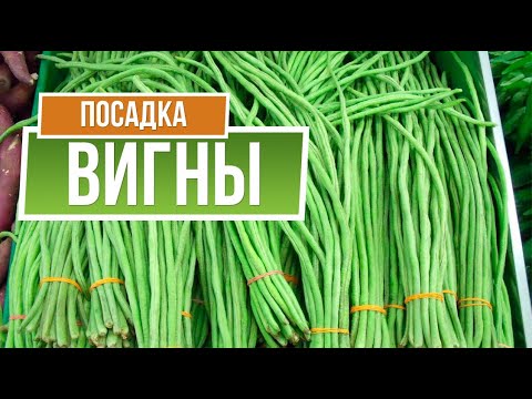 Видео: Как посадить полезную вигну ❦