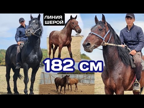 Видео: 182 см ГИГАНТ 🔥НАК ЛИНИЯ ШЕРОЙ  МУНАРДАН БЭЭЛЕР
