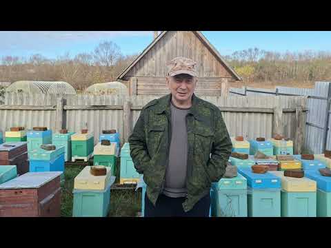 Видео: ПРИНИМАЮ ЗАКАЗЫ НА ПЧЕЛОПАКЕТЫ И МАТОК БАКФАСТ. 