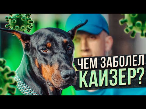 Видео: МОЯ СОБАКА ЧУТЬ НЕ УМЕРЛА