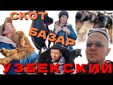 Видео: УЗБЕКИСТАН.⛰️ ШОКИРУЮЩИЙ ТОРГ!🤝СКОТ БАЗАР В АЛМАЛЫКЕ!🐄  Mol bozor OLMALIQDA 2023г...