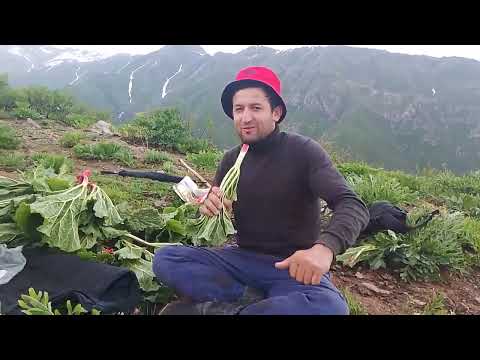 Видео: дегдонак ба пеш!