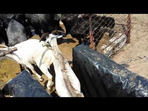 Видео: Қой  тоғыту