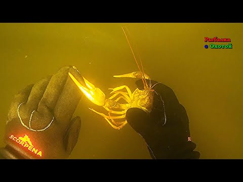 Видео: Прокусили раки перчатки.. @rybalka-s-ohotoj