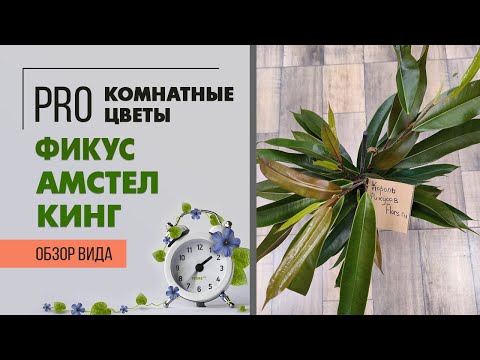 Видео: Фикус Амстел Кинг - принципиальные отличия сортов фикусов Бенедикта. Самый неприхотливый фикус.