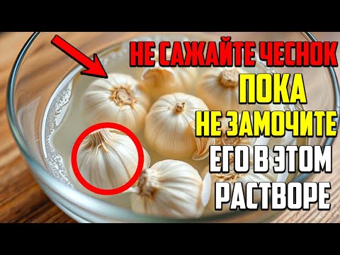 Видео: Замочите Чеснок в ЭТОМ, и Урожай Вас Шокирует!
