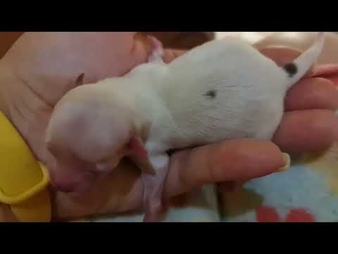 Видео: Продолжение...кто кормит детей Жанны