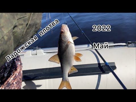 Видео: ЛАДОЖСКАЯ ПЛОТВА. Рыбалка май 2022. Ленинградская область. Паша