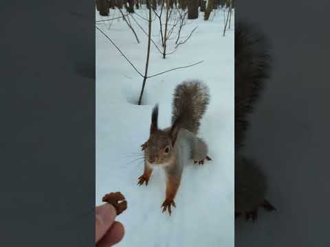 Видео: Белка сердится, но орех взяла