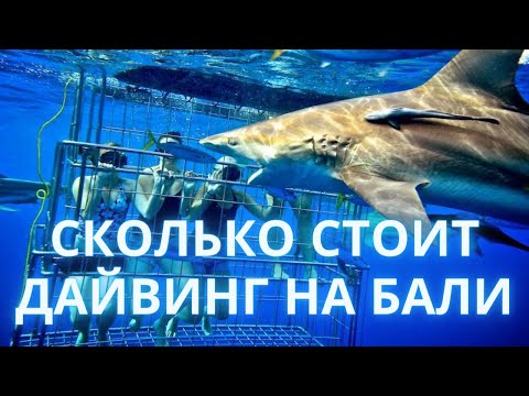 Видео: Сколько стоит дайвинг на Бали?