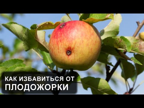 Видео: Червивые яблоки на дереве. Яблонная плодожорка, что делать и как бороться с плодожоркой?