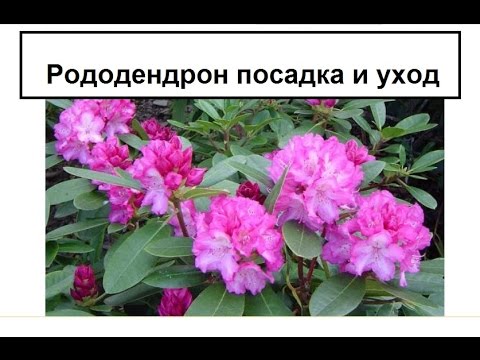 Видео: Рододендрон садовый посадка и уход ч.1