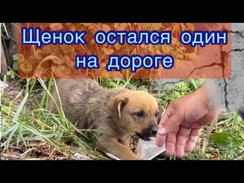 Видео: Щенок не ожидал, что его заберут домой