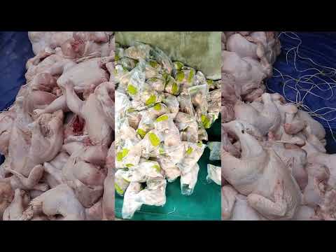 Видео: 10 важных советов, которые следует знать перед открытием птицефермы, чтобы избежать потерь.