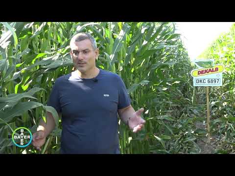 Видео: DKC6897 - Силажна царевица на Декалб за високи добиви
