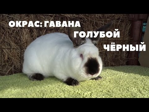 Видео: Кролики калифорнийцы, от которых захватывает дух