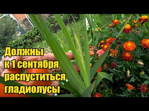 Видео: Жарили пангасиус. Алыча "Несмеяна". Синеголовник. Фадей варит борщ. Сортировка мусора. Снова жара.