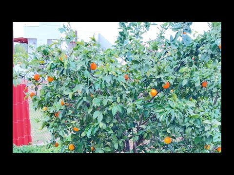 Видео: ✅Огород 🪏 мой очень долго ждал меня👨‍🌾🌾🏡✅🇬🇷🇬🇷🇬🇷