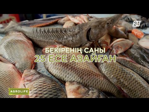 Видео: Балық өсірудің бабын таптық па? | AgroLife